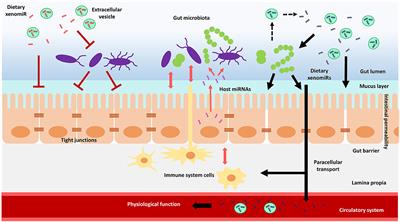 Frontiers Potential Mechanisms Linking Food Derived Micrornas Gut